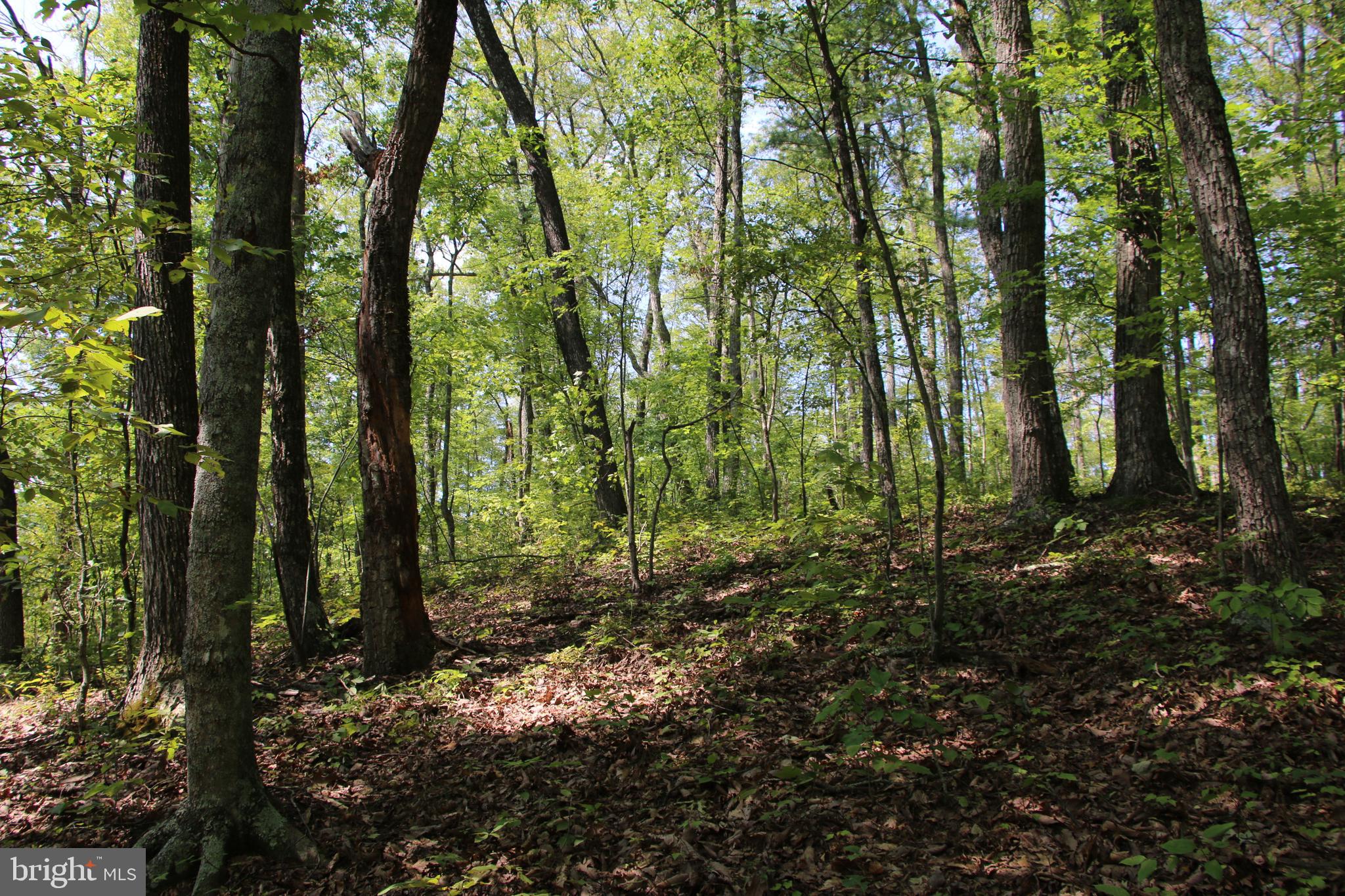 a view of forest