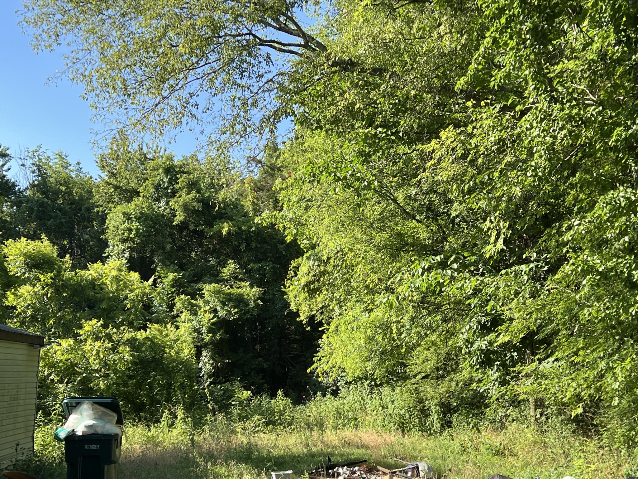 a view of a yard with plants and a bench