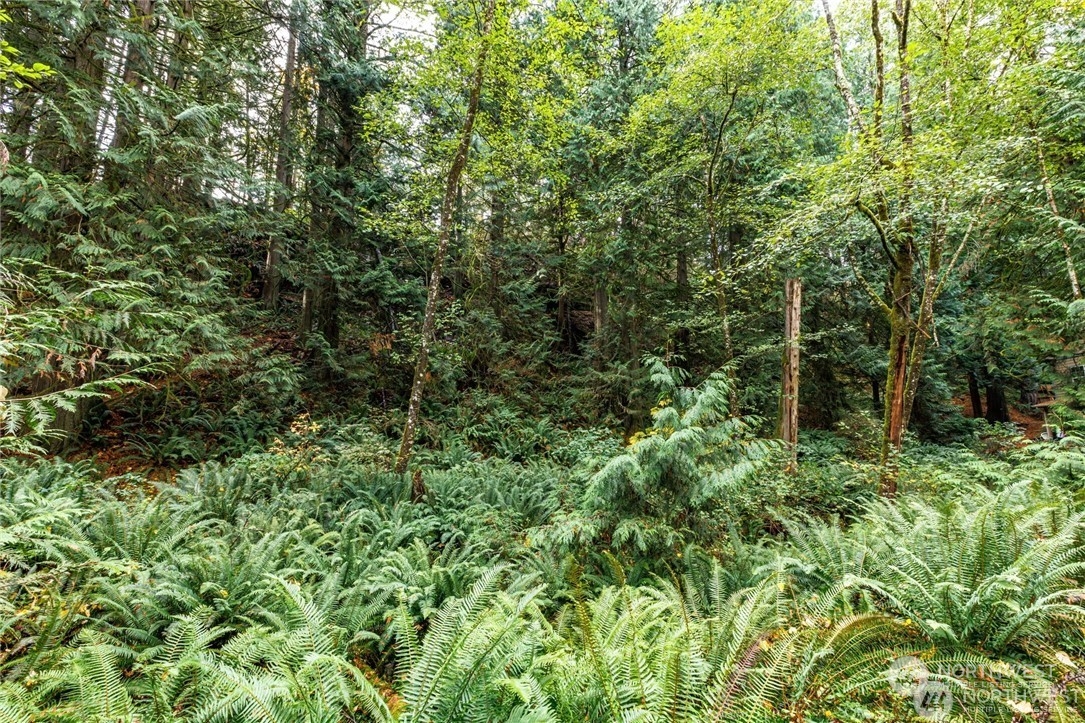 a view of a lush green forest