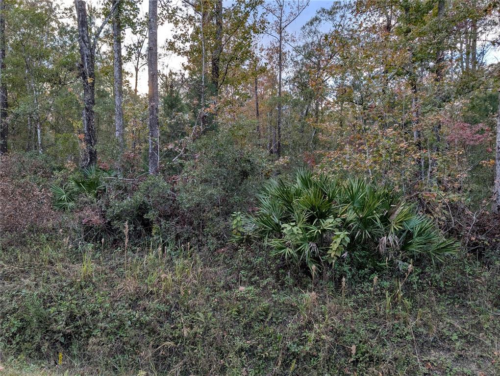 a view of a forest with trees in the background