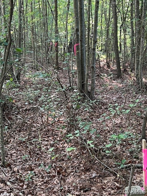 a view of a forest with a tree