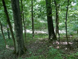 a view of outdoor space and green space