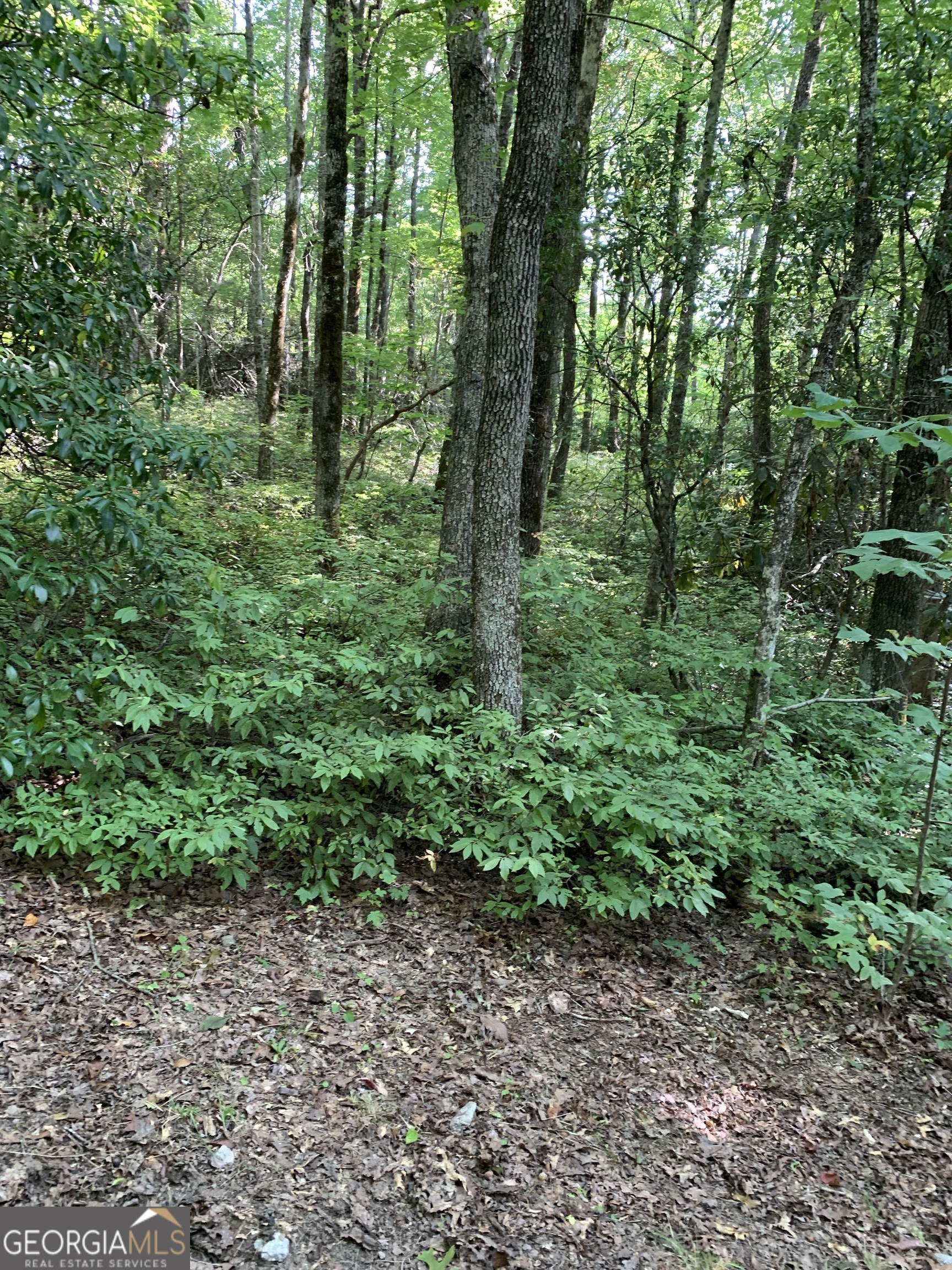 a view of a lush green forest