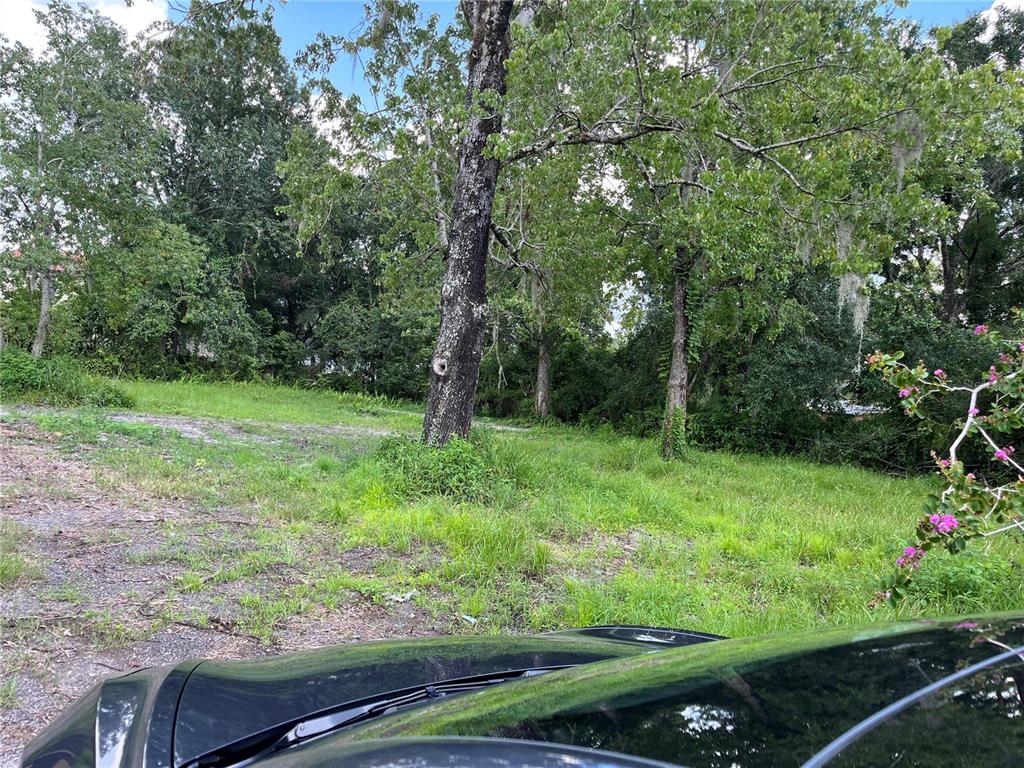 a view of a garden with a tree