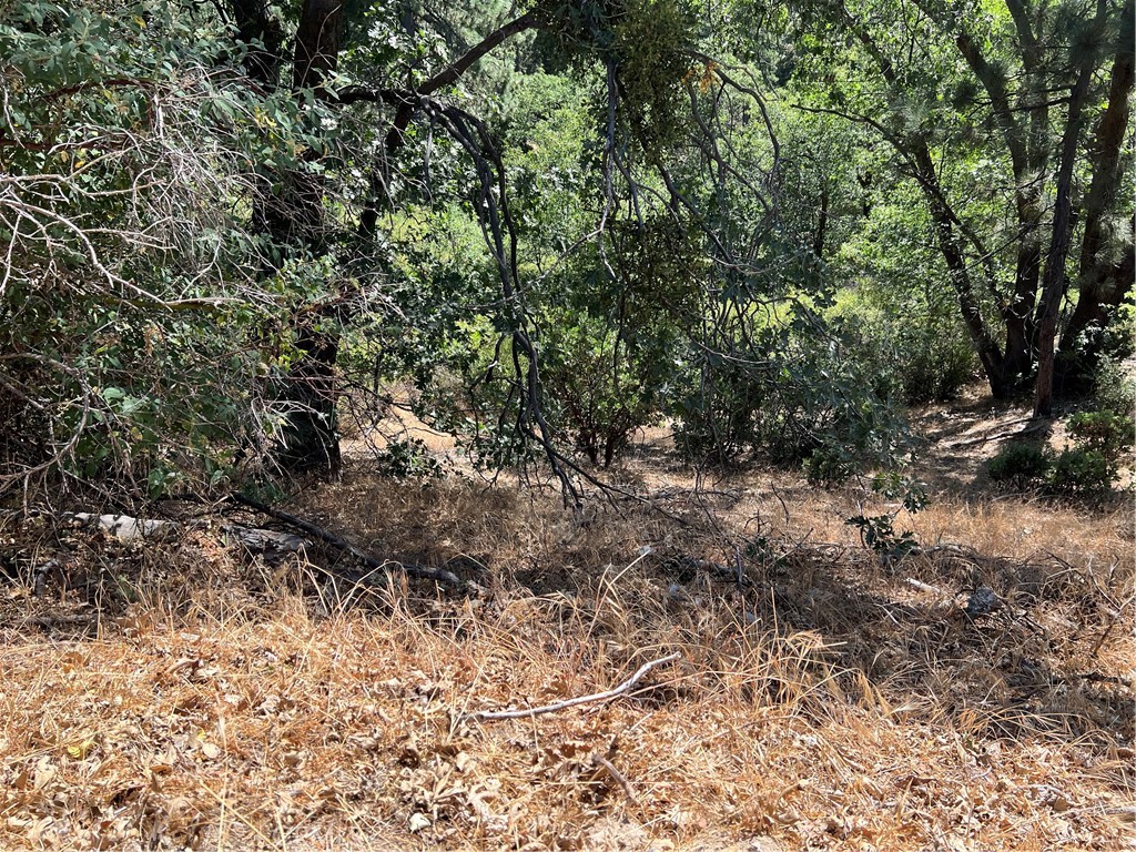 a view of a forest with trees in the background