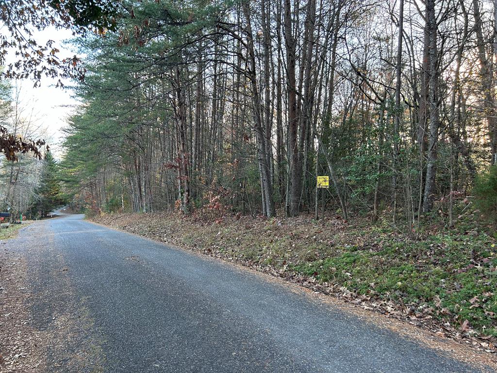 a view of a forest with trees in the background