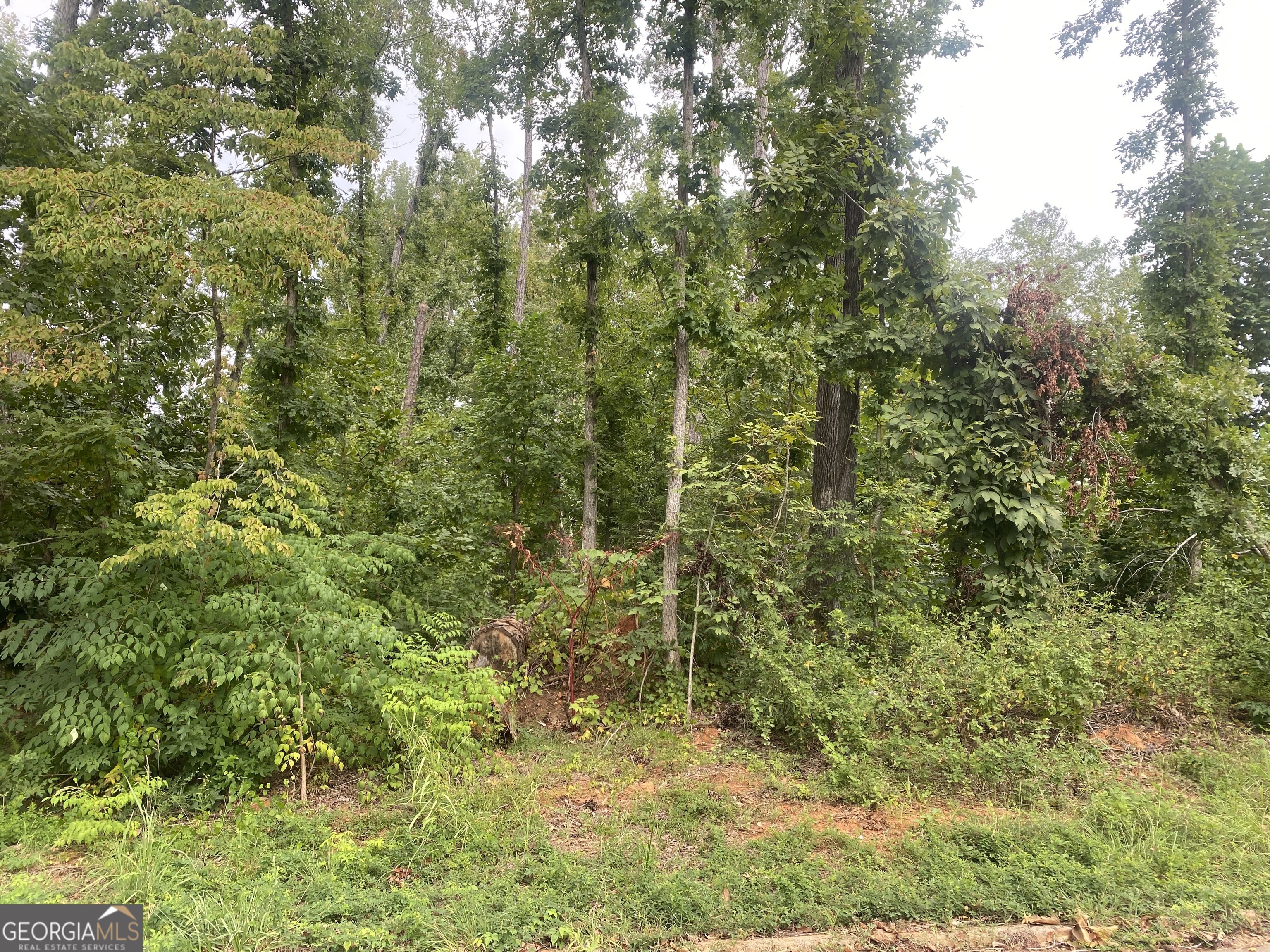 a view of a lush green forest