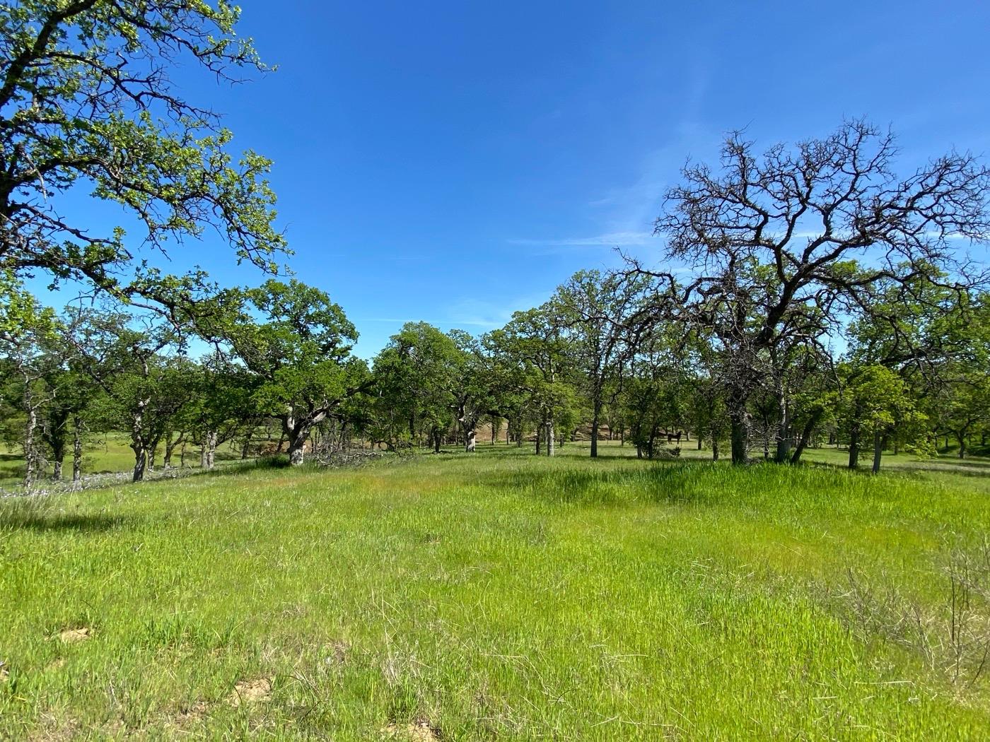 a view of a golf course with a tree