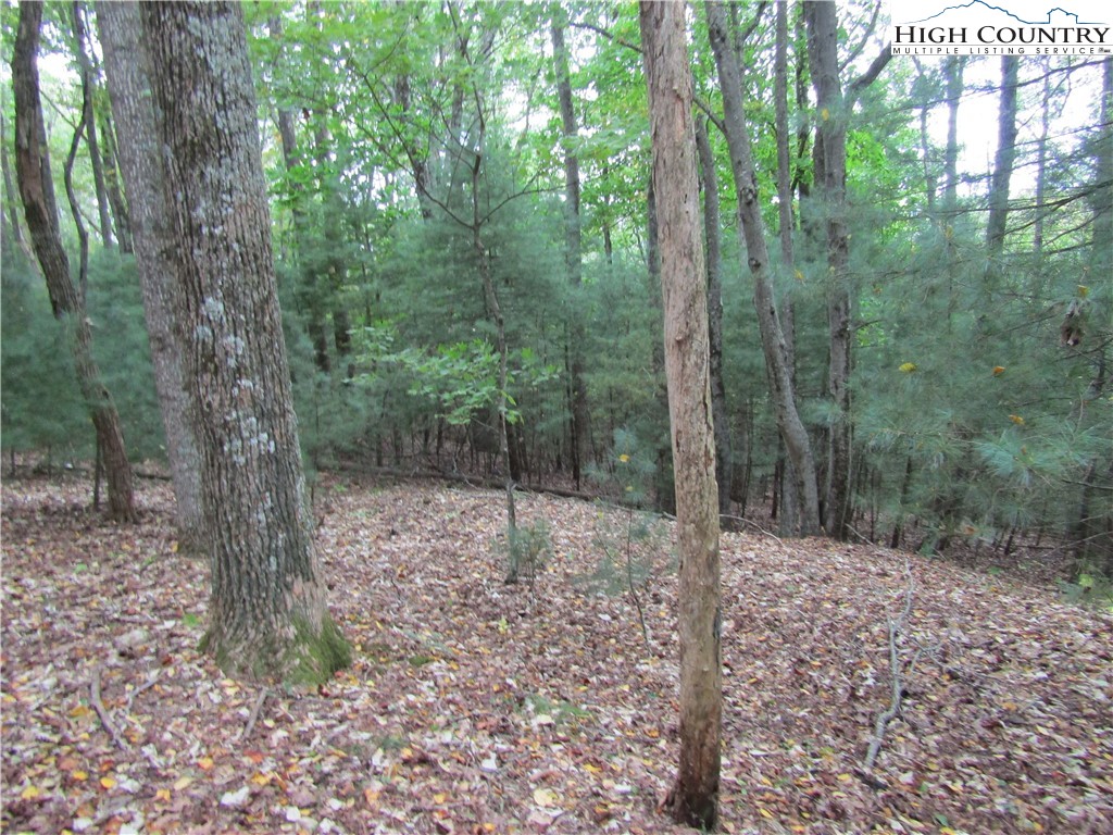 a view of a forest filled with trees