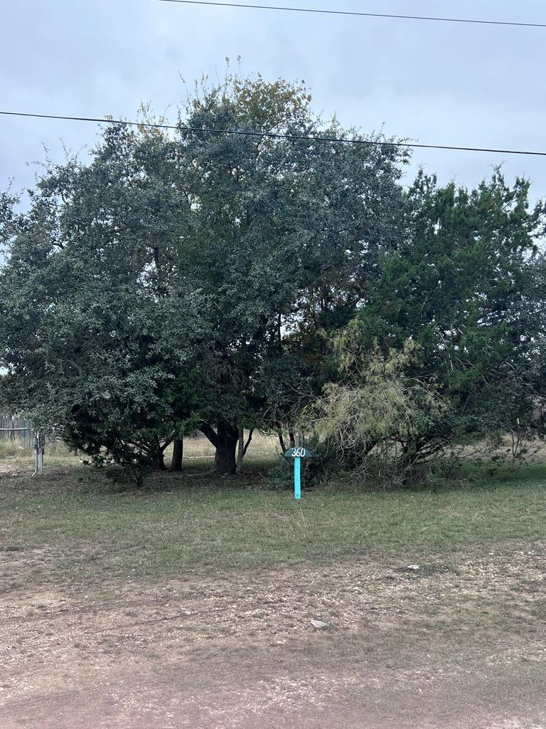 a view of a yard with a tree