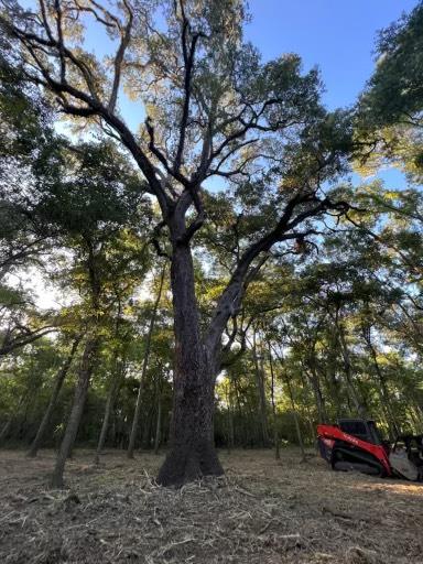 a ground with trees in the background