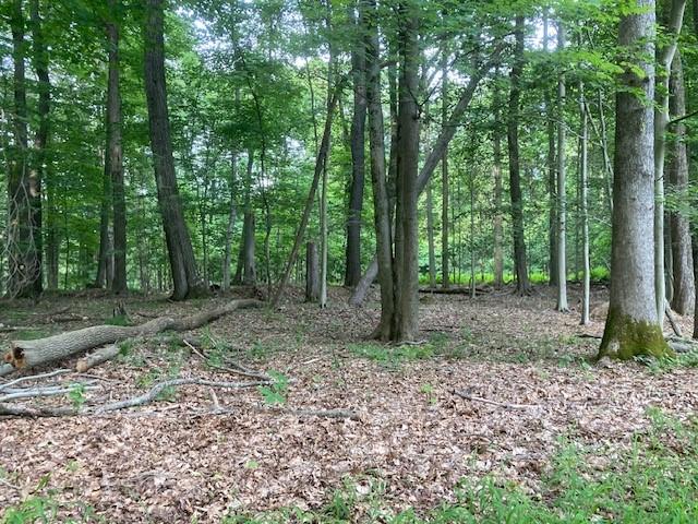 a view of a forest filled with trees