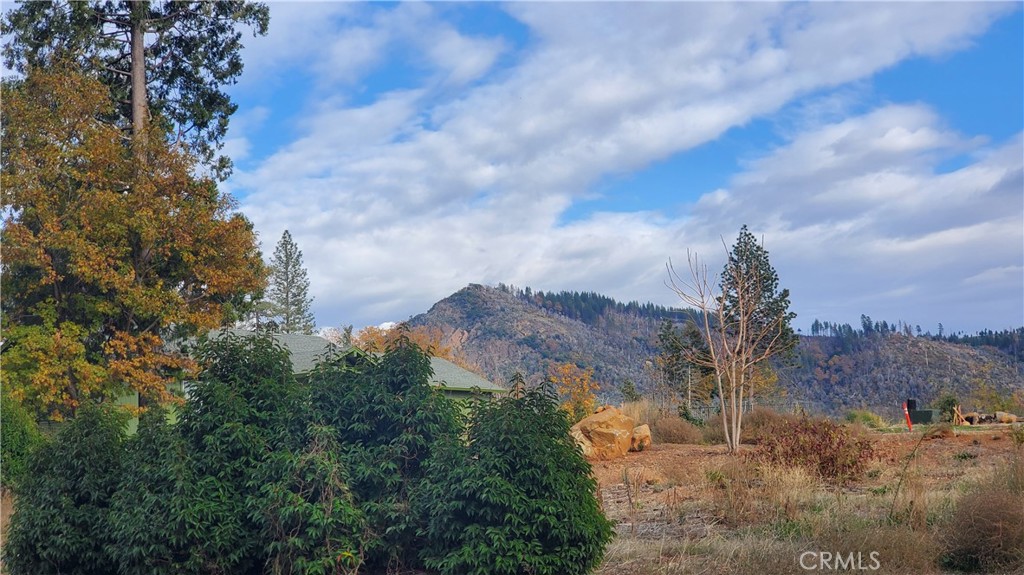 a view of a dry yard with green space