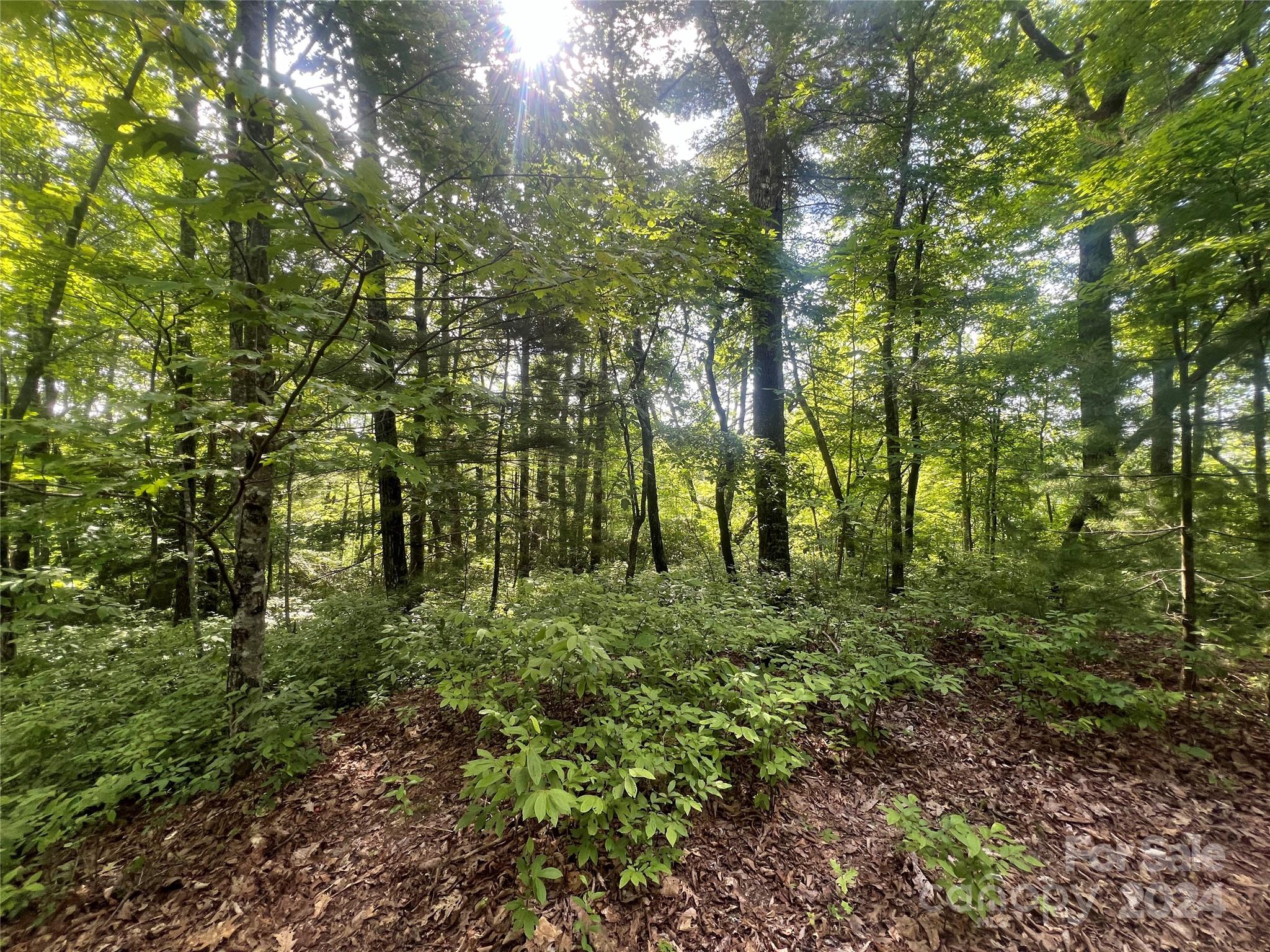 a view of lush green forest