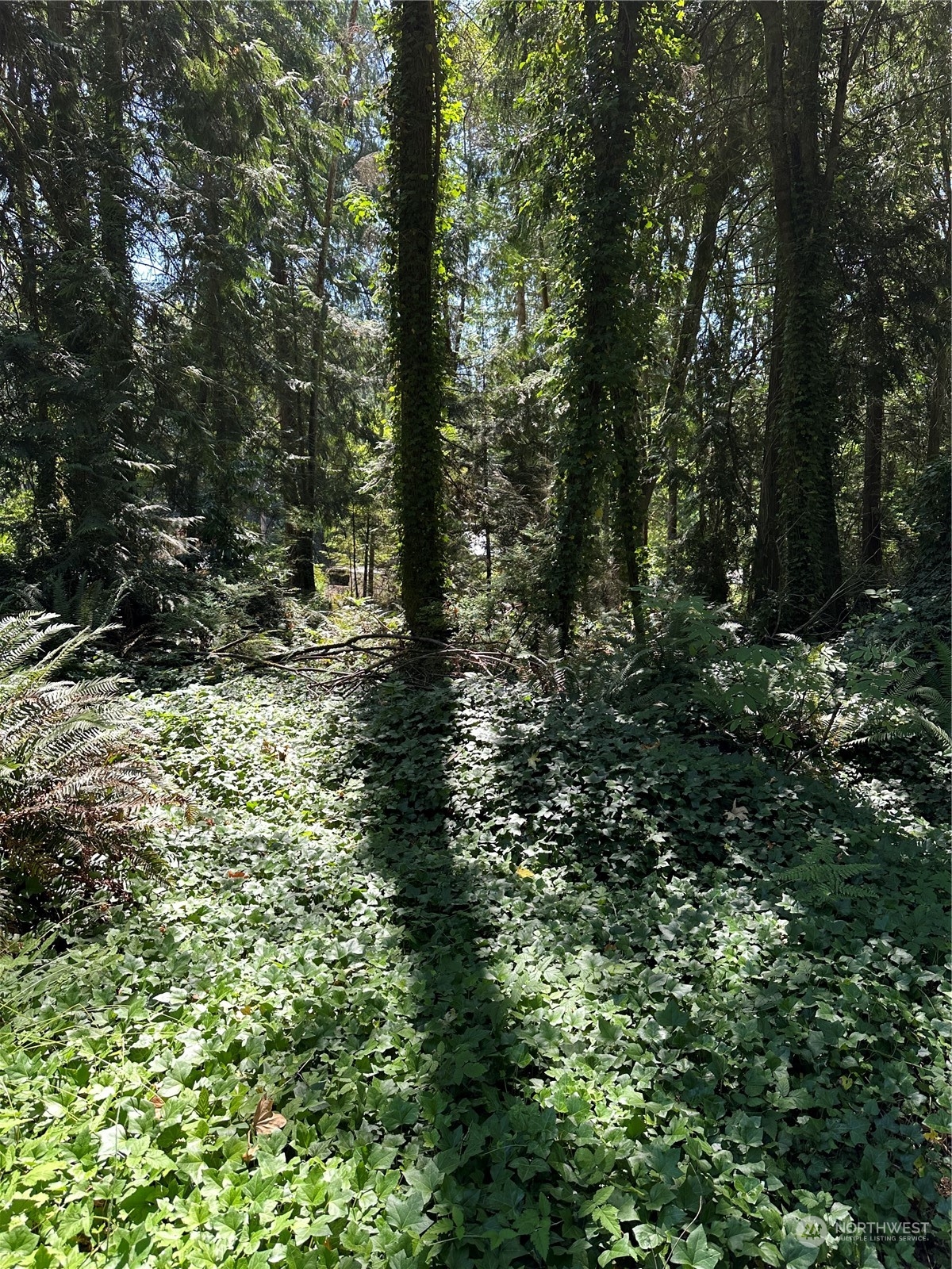 a view of forest