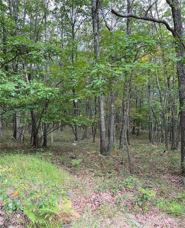 a view of a forest