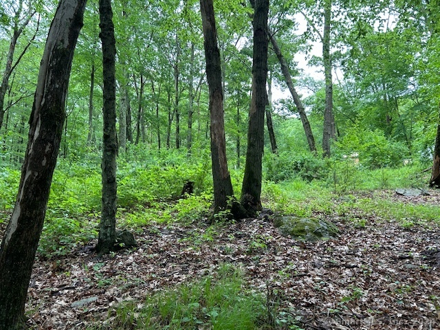 a view of forest