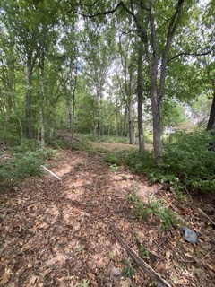 a view of a forest with trees in the background