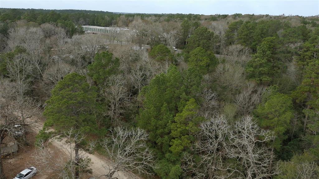 a view of a forest with trees in the background