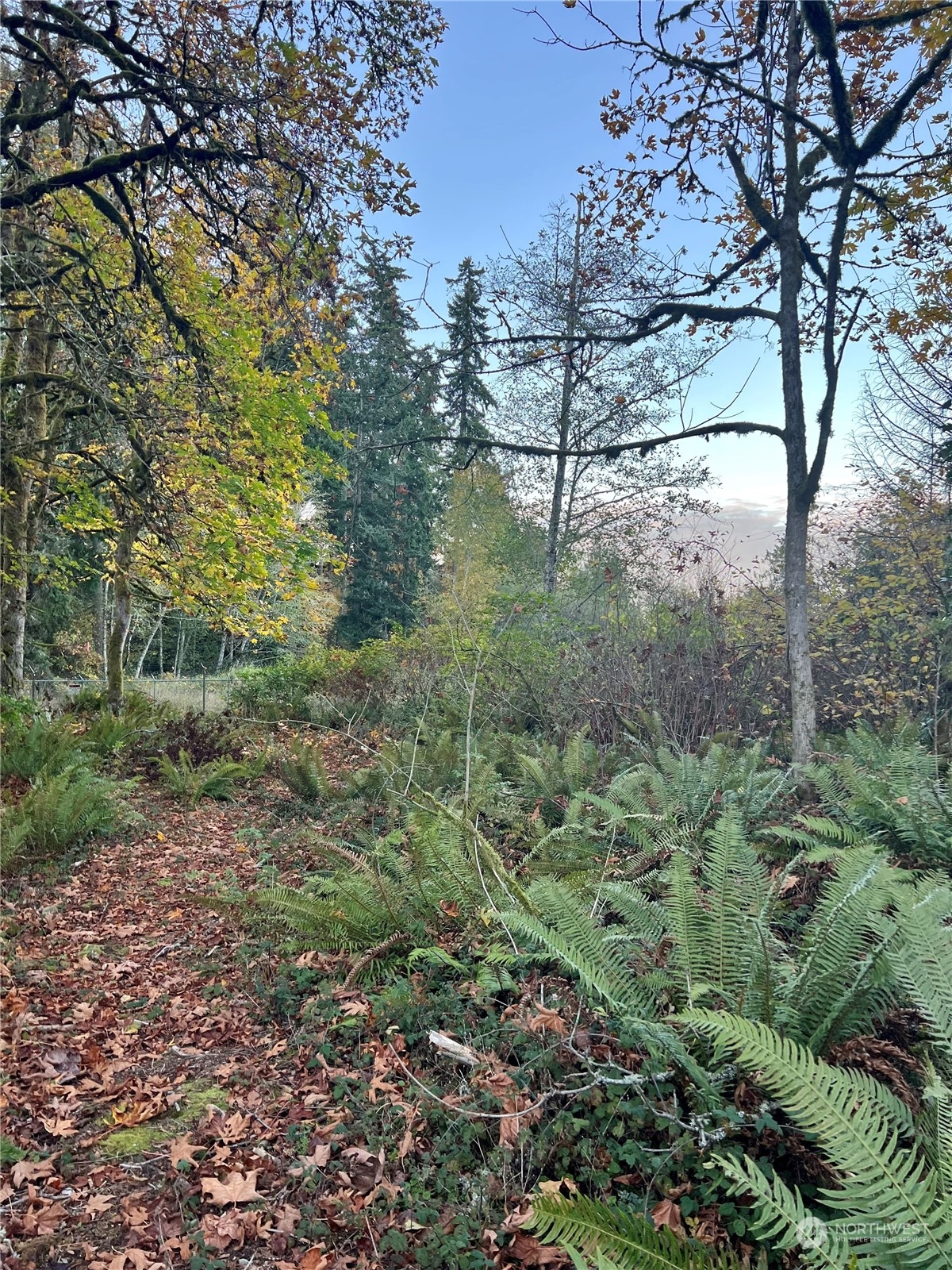 a view of a forest filled with trees