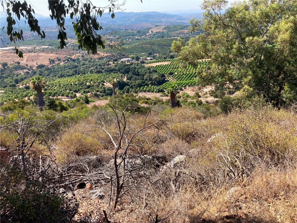 a view of a forest with a tree