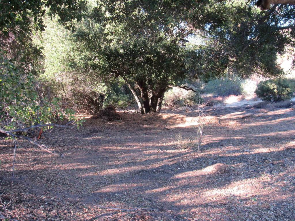 a view of yard with tree