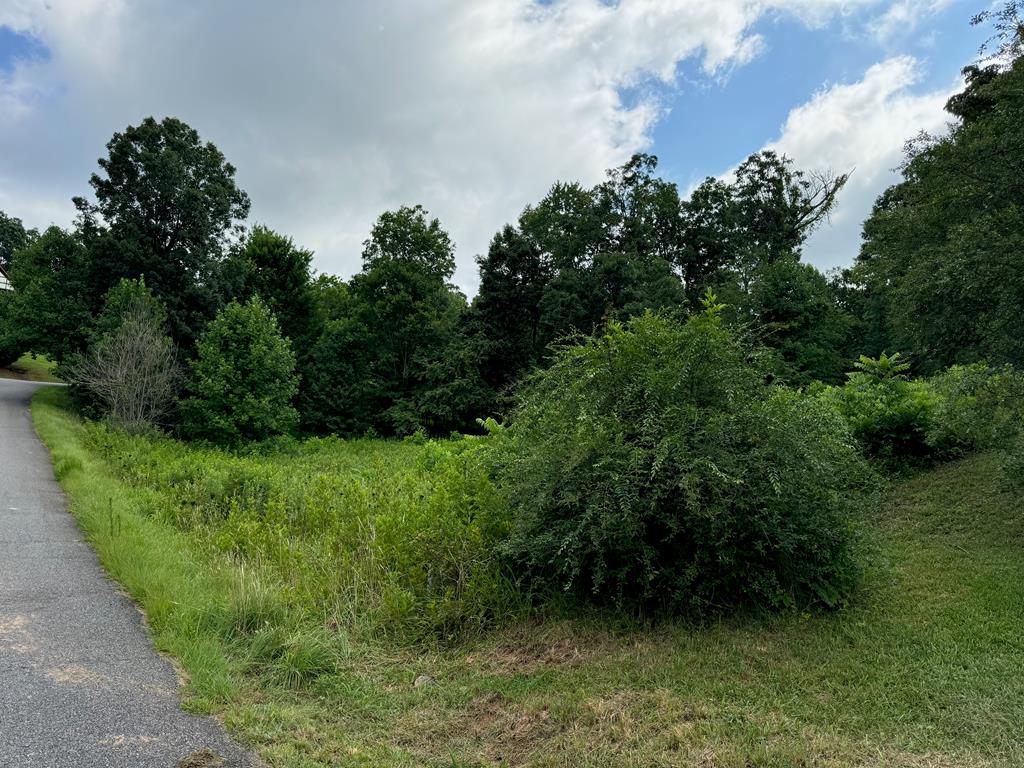 a view of a lush green forest