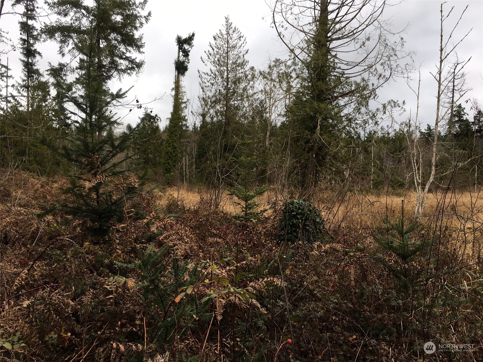 a view of a yard with a tree