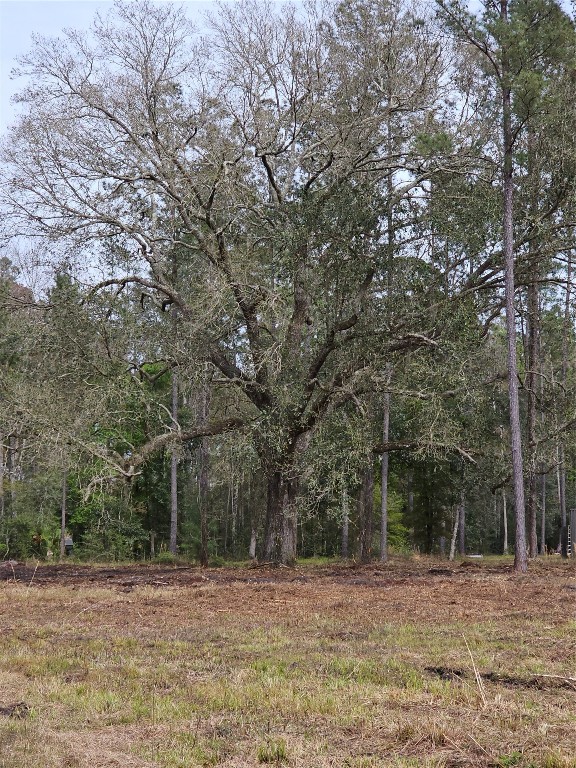 a view of a yard with a trees