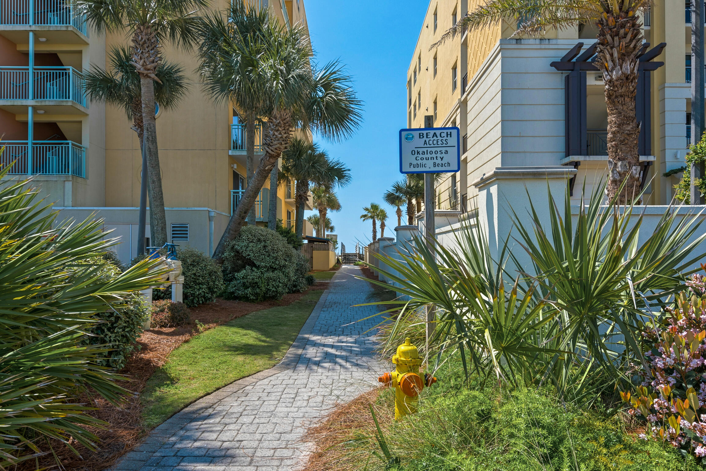 a view of a yard with plants and palm trees