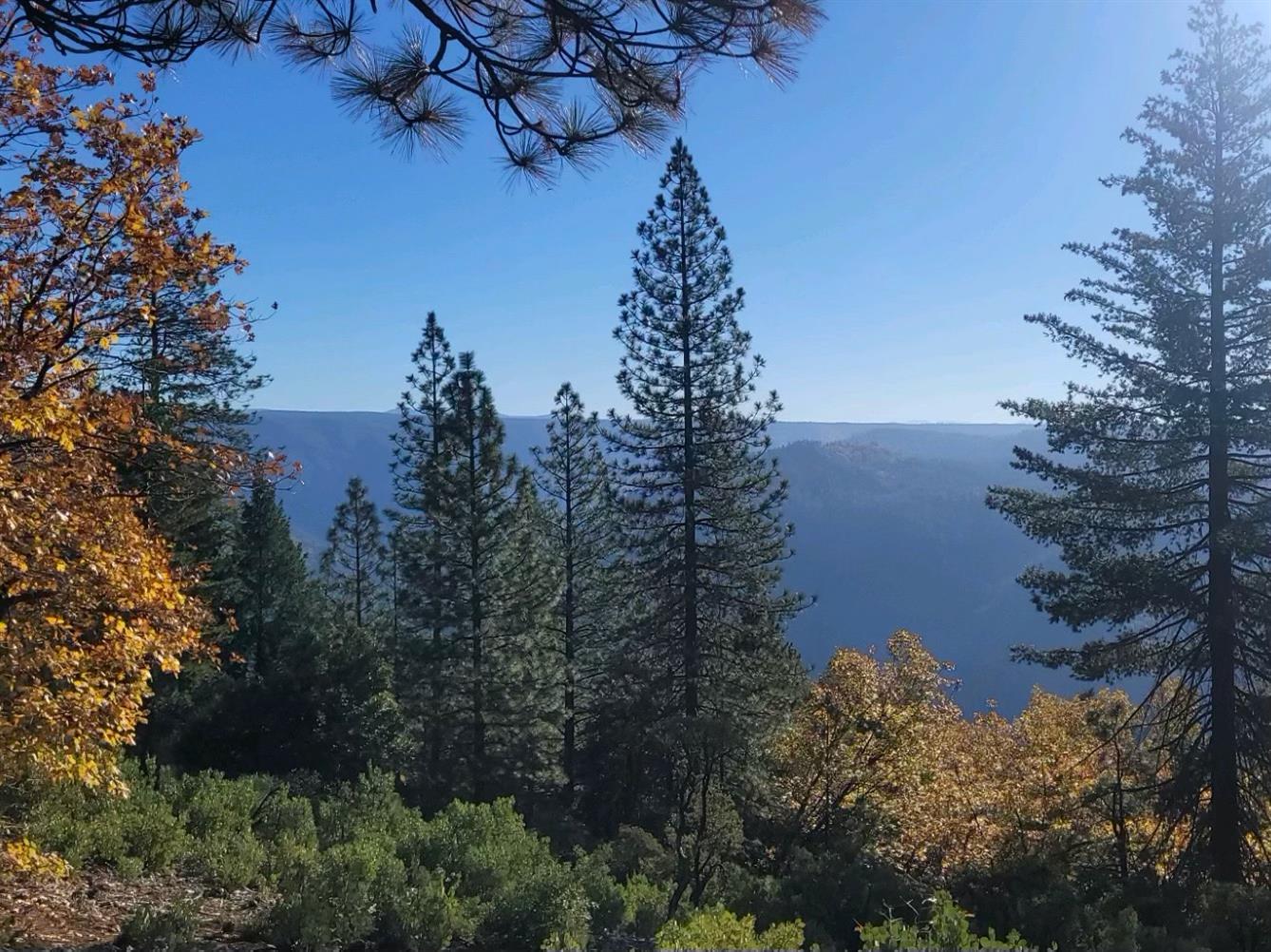 a view of a lake in middle of forest