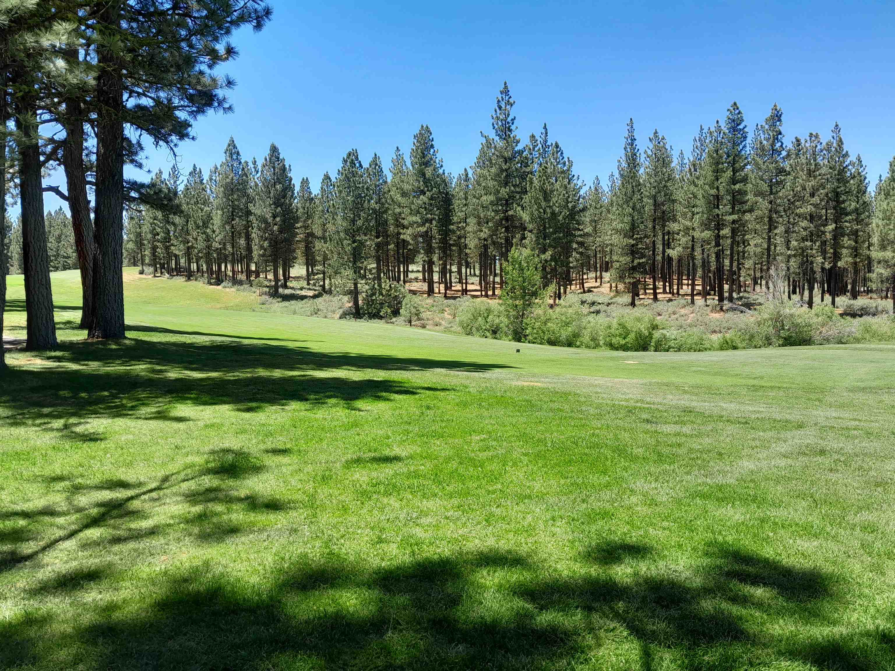 a view of a grassy field with trees in the background