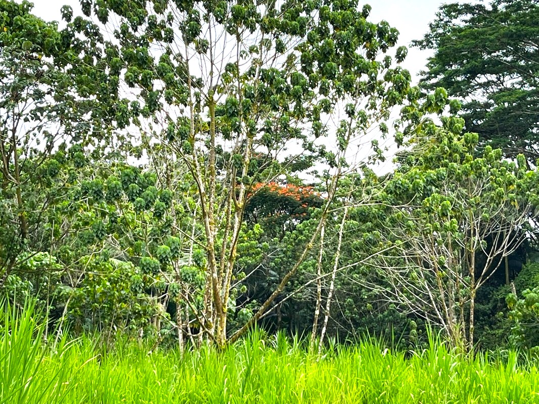 a view of a lush green space