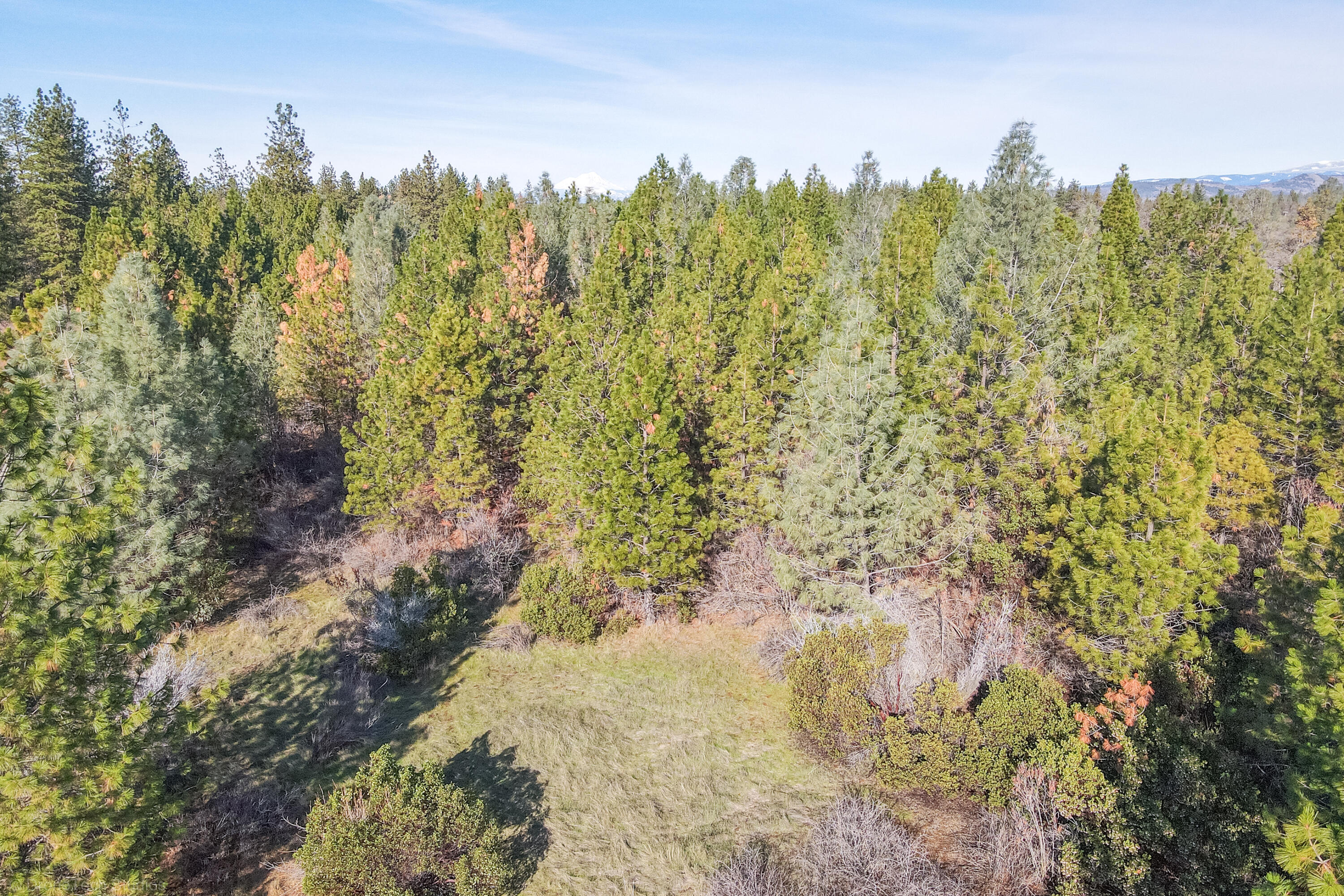 a view of a forest with trees in the background