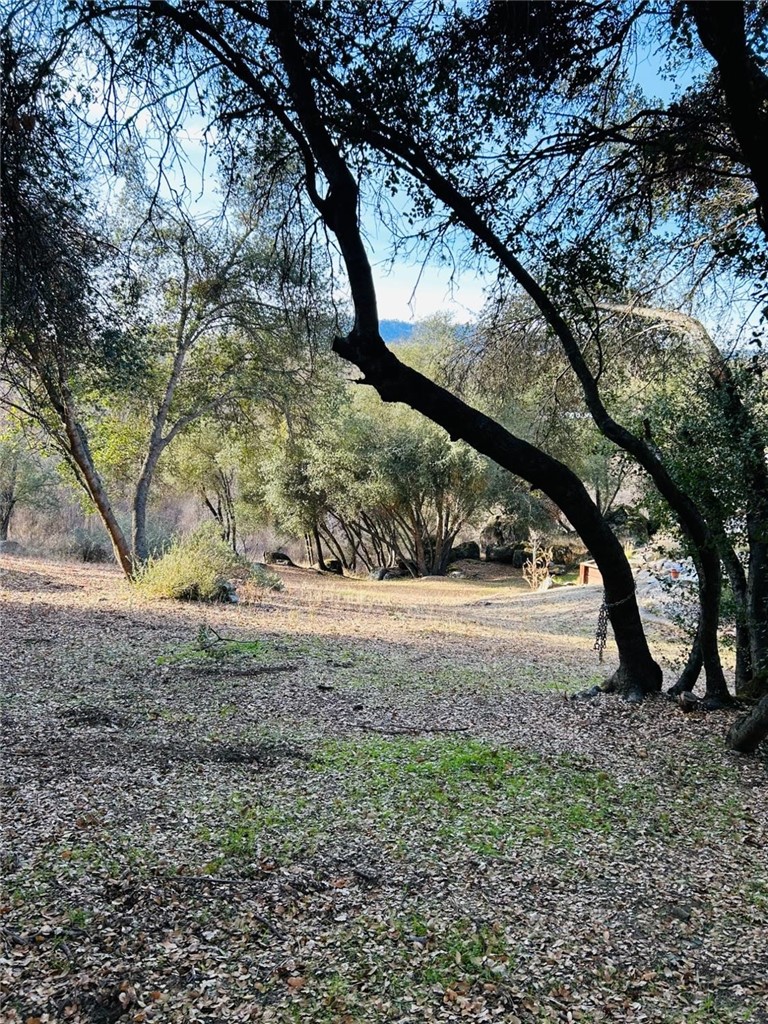 a view of a yard with a tree