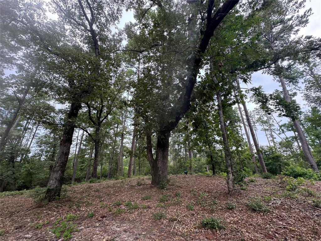 a view of a forest