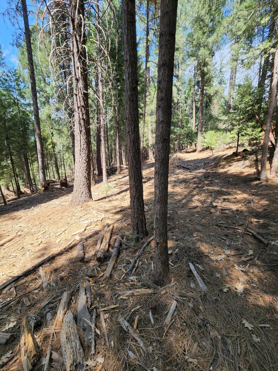 a view of a yard with trees