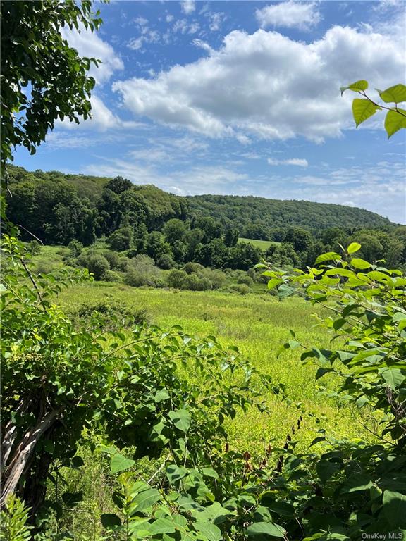 a view of a bunch of trees and bushes