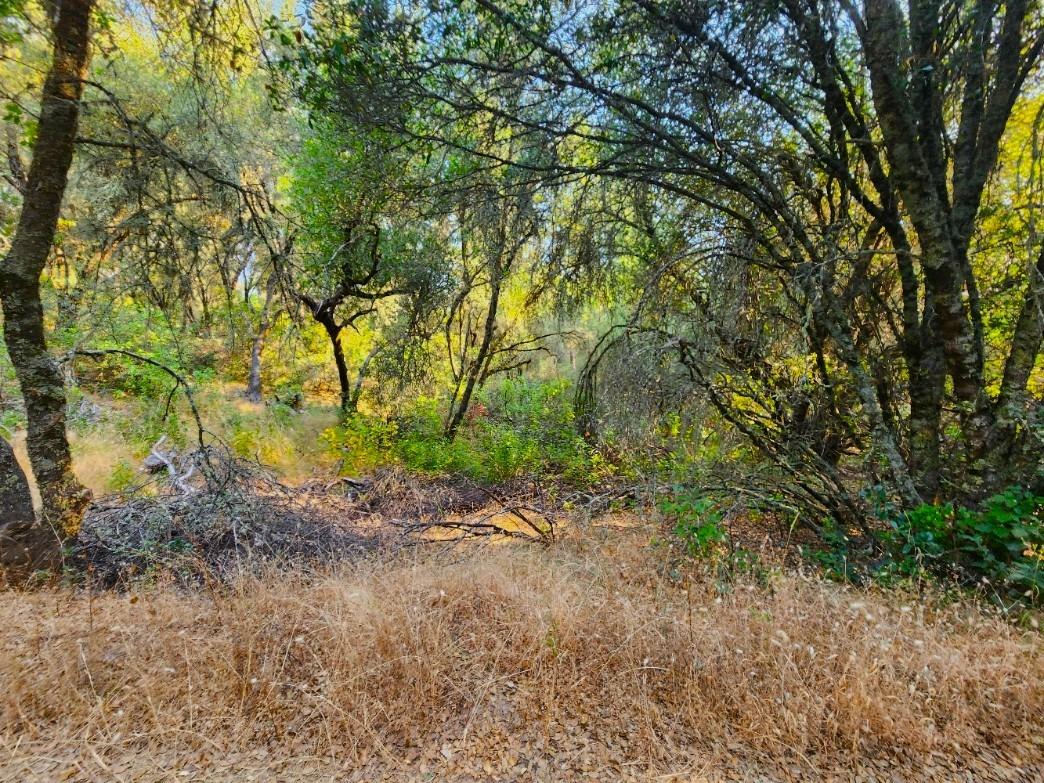 a view of a yard with plants and trees