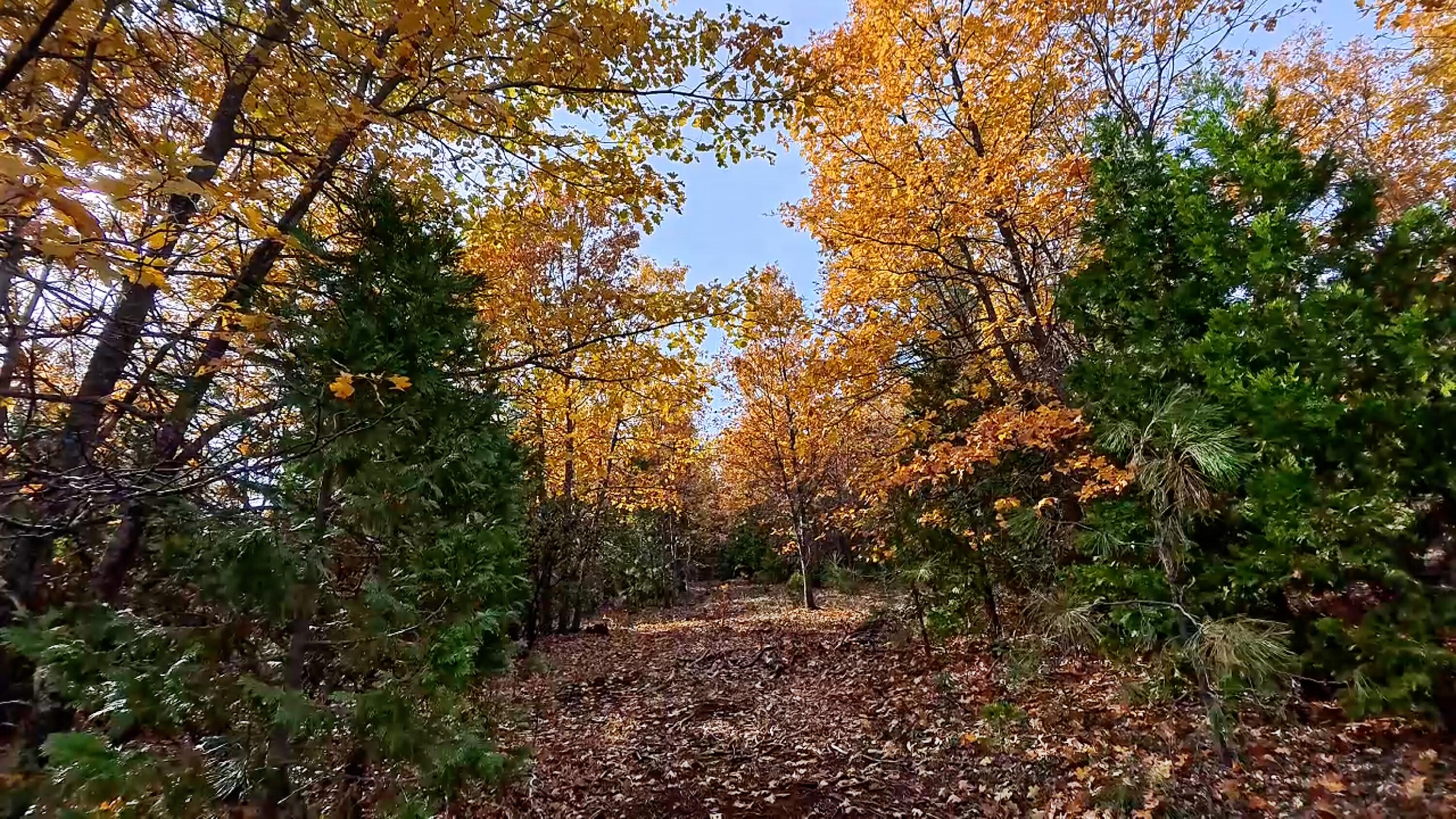 a view of a forest with lots of trees