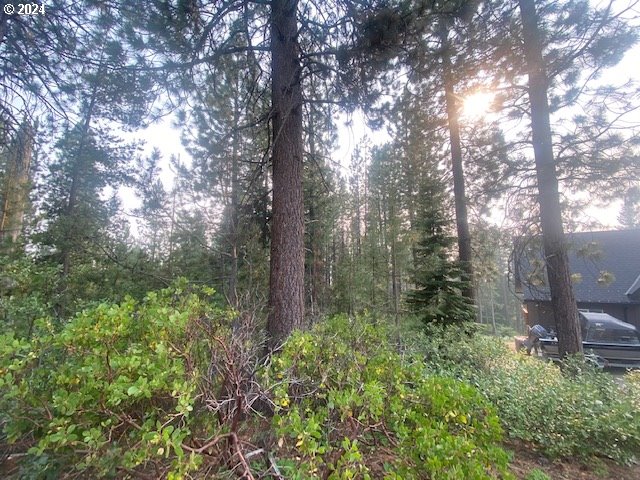 a view of a forest with trees