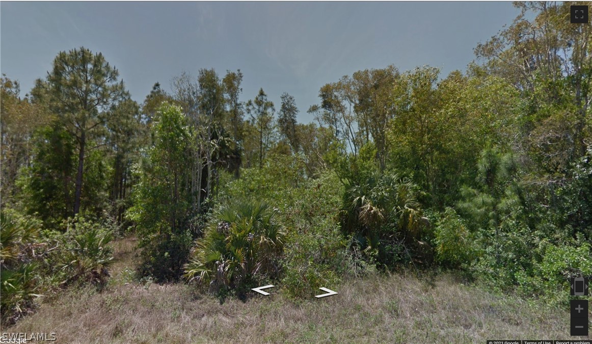 a view of a forest with a tree