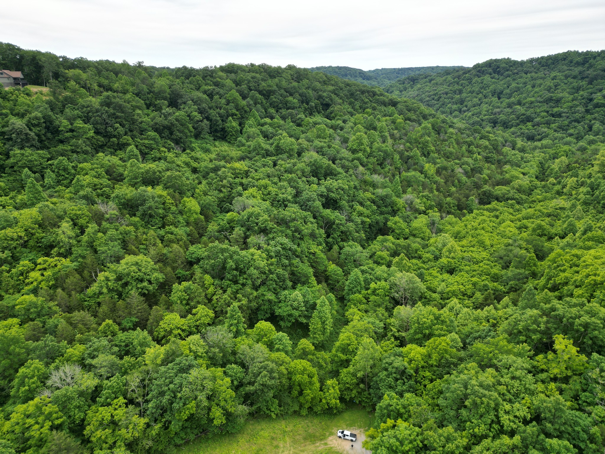 a view of a lush green forest with trees in the background