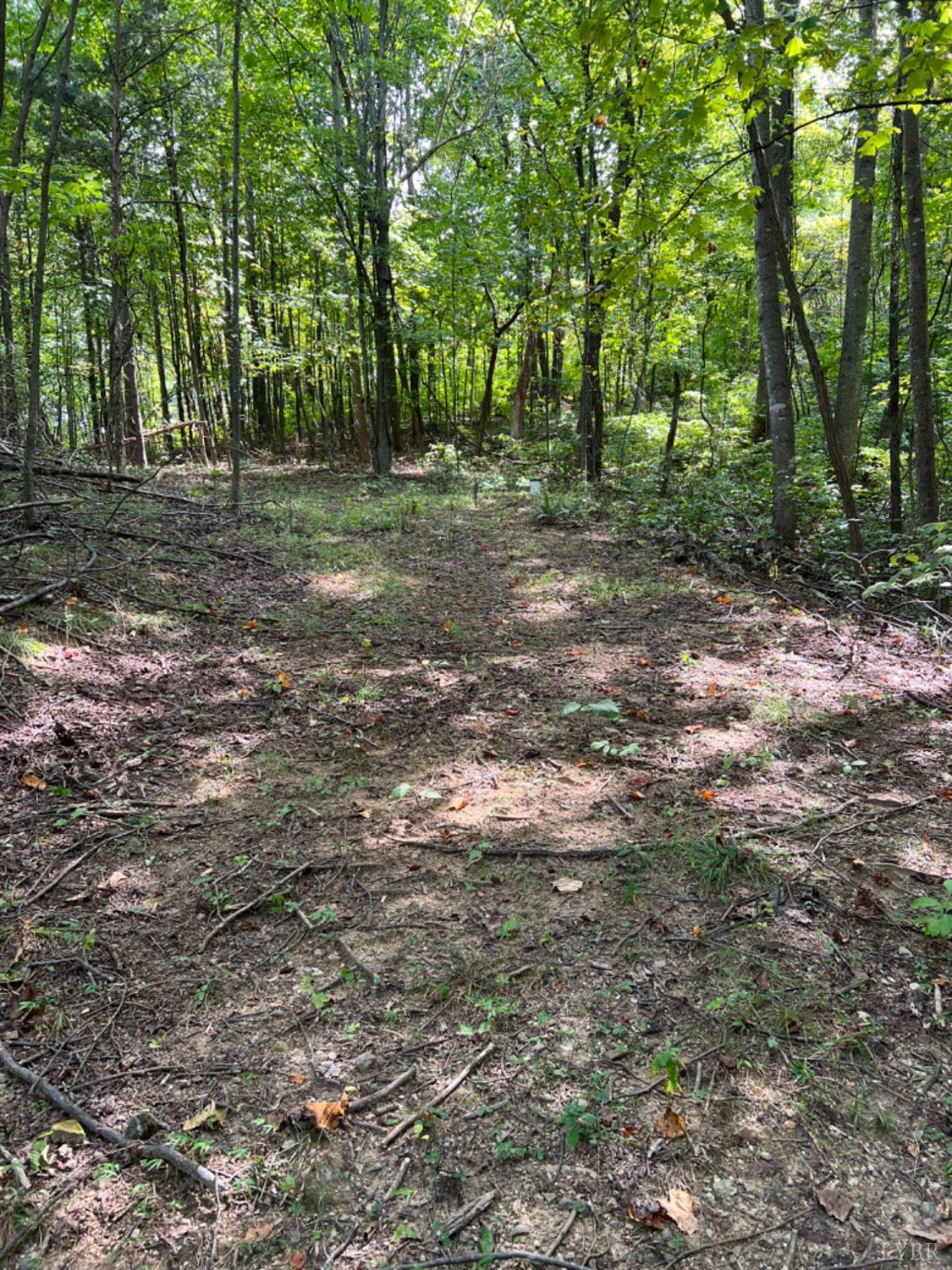 a view of a forest with trees in the background