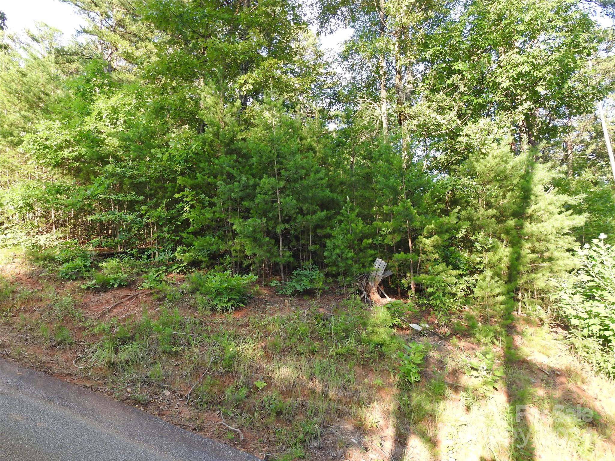 a view of a forest with a tree