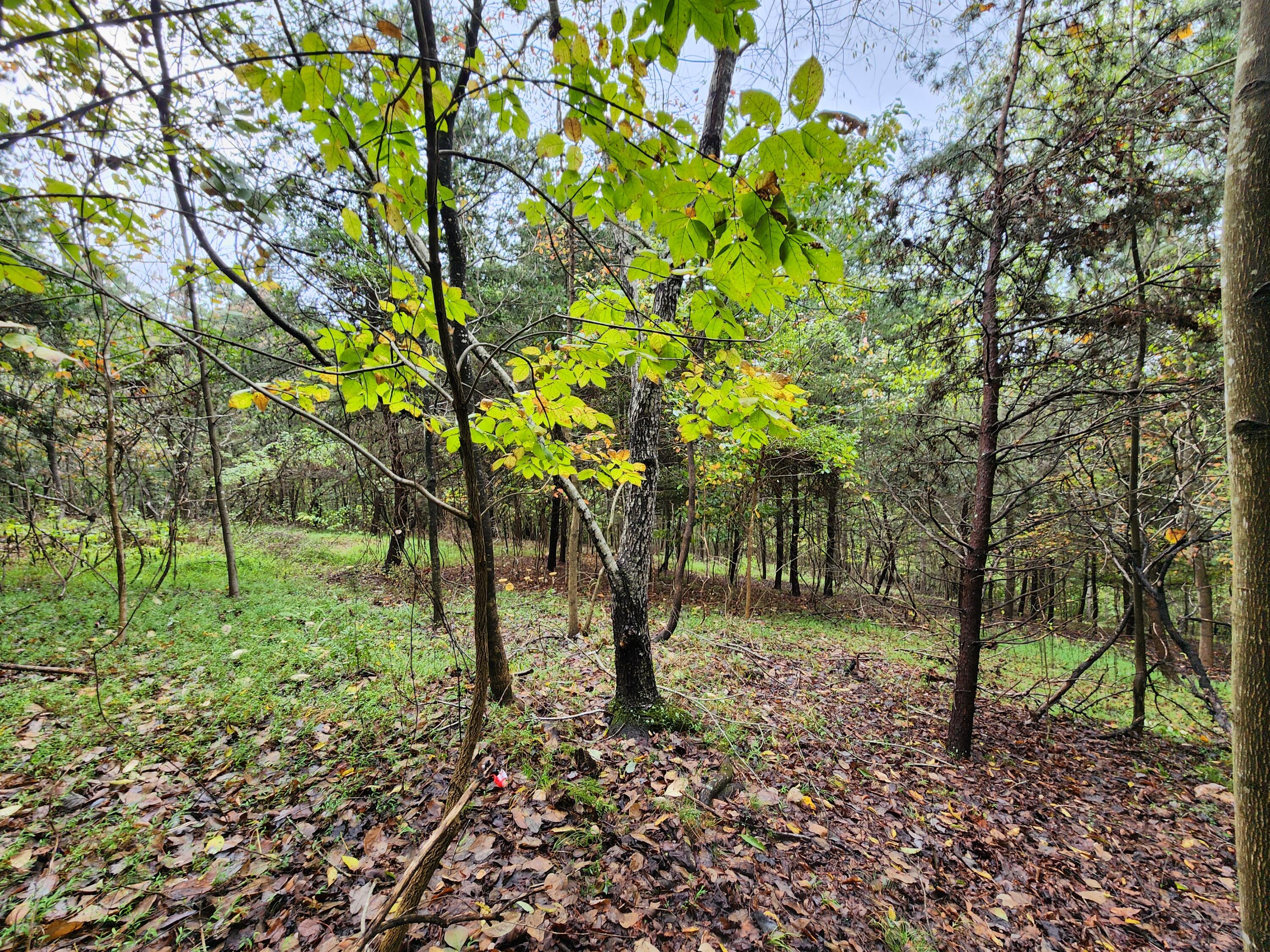 a view of outdoor space with trees