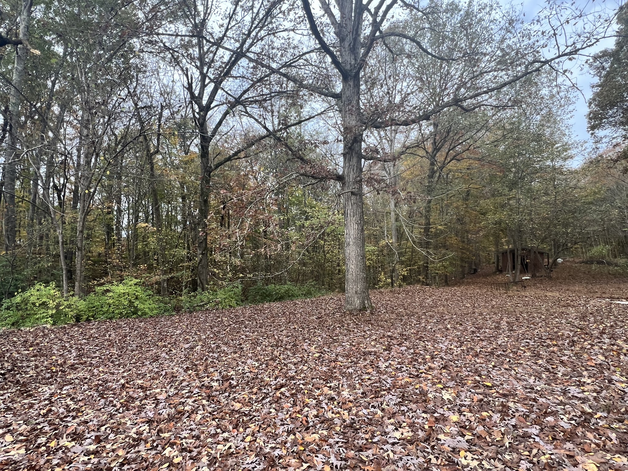 a view of a yard with trees