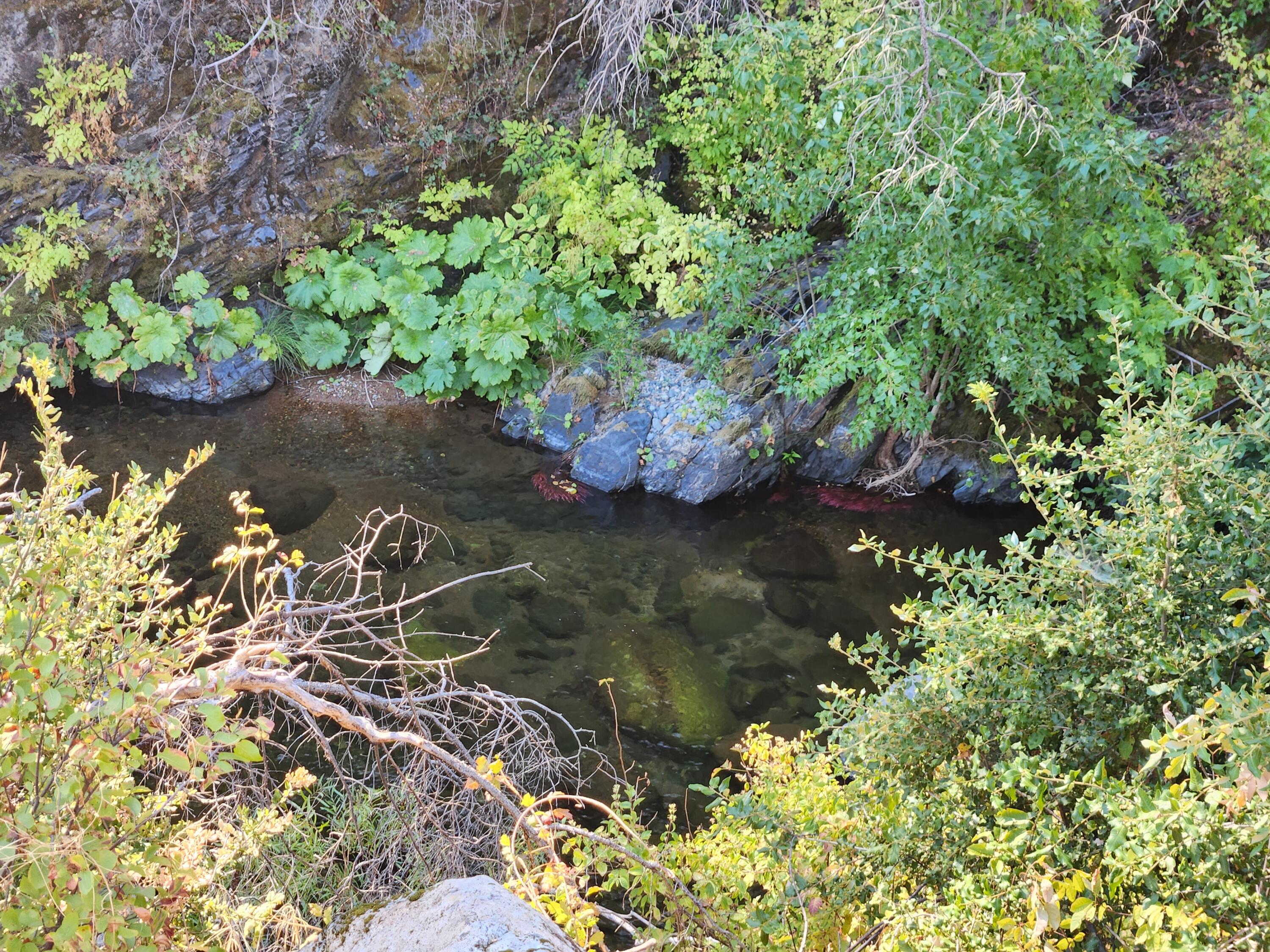 a view of water tree with a yard