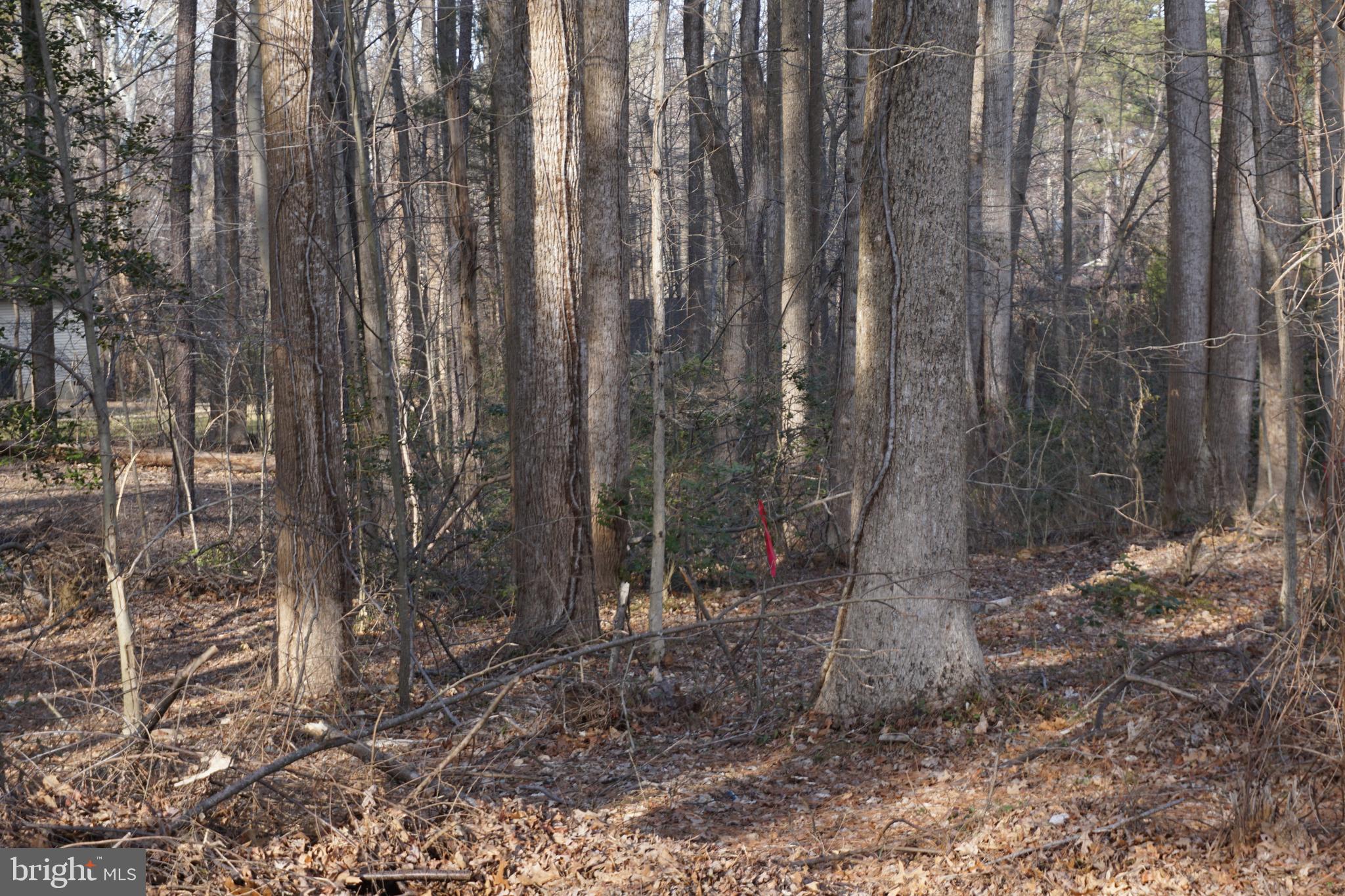 a view of a forest