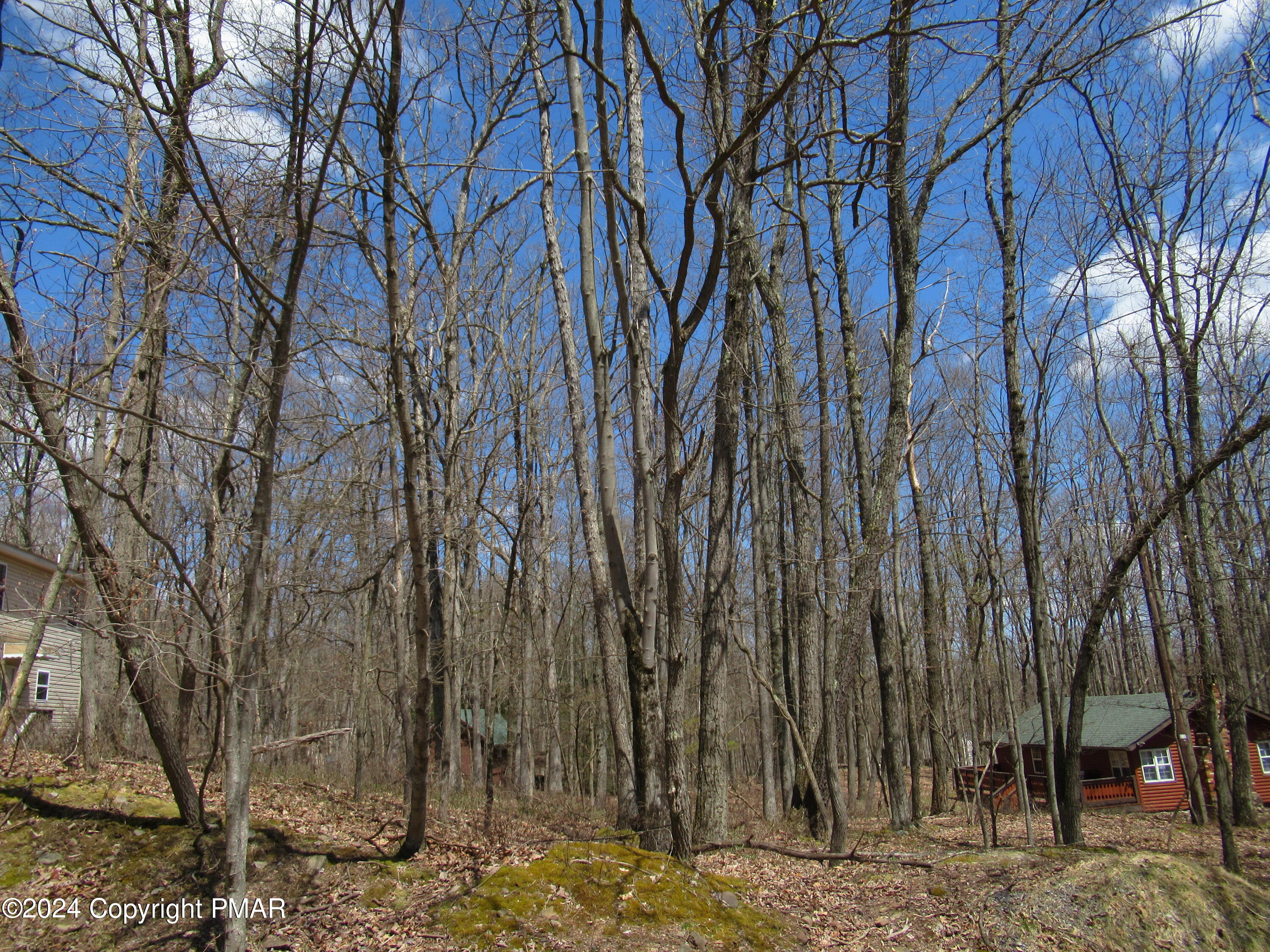 a view of a yard with lots of trees